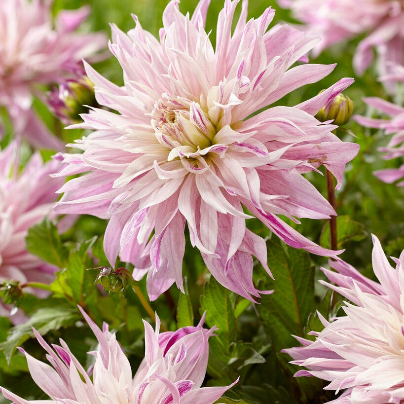 Dahlia Cactus Labyrinth Twotone 1-pack